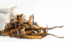 Cordyceps