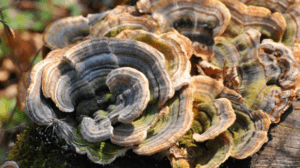 Turkey Tail