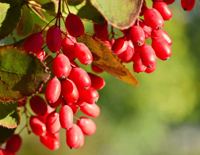 7 Powerful Uses of Berberine