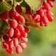7 Powerful Uses of Berberine by Shawn Wells