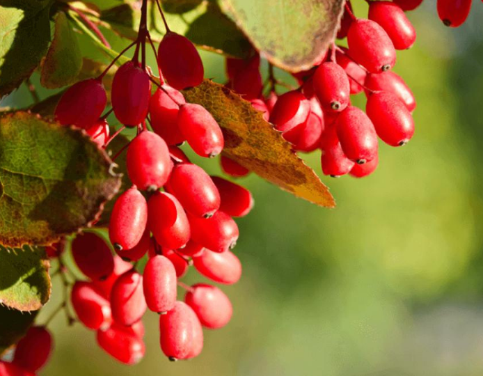 7 Powerful Uses of Berberine by Shawn Wells
