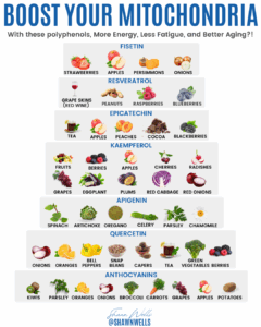 Infographic showing polyphenols like fisetin (strawberries, apples), resveratrol (grape skins, raspberries), epicatechin (tea, cocoa), kaempferol (berries, onions), apigenin (spinach, parsley) and quercetin (onions, bell peppers) to support mitochondrial health and c60 mitochondria support.