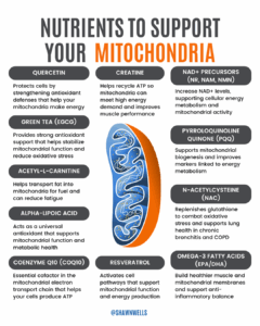 Infographic titled “Nutrients to Support Your Mitochondria” showing key nutrients like quercetin, creatine, CoQ10, omega 3s and how they support mitochondrial energy.