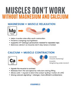 Infographic explaining magnesium vs calcium for muscles, showing magnesium supports muscle relaxation and calcium supports muscle contraction during lifting.