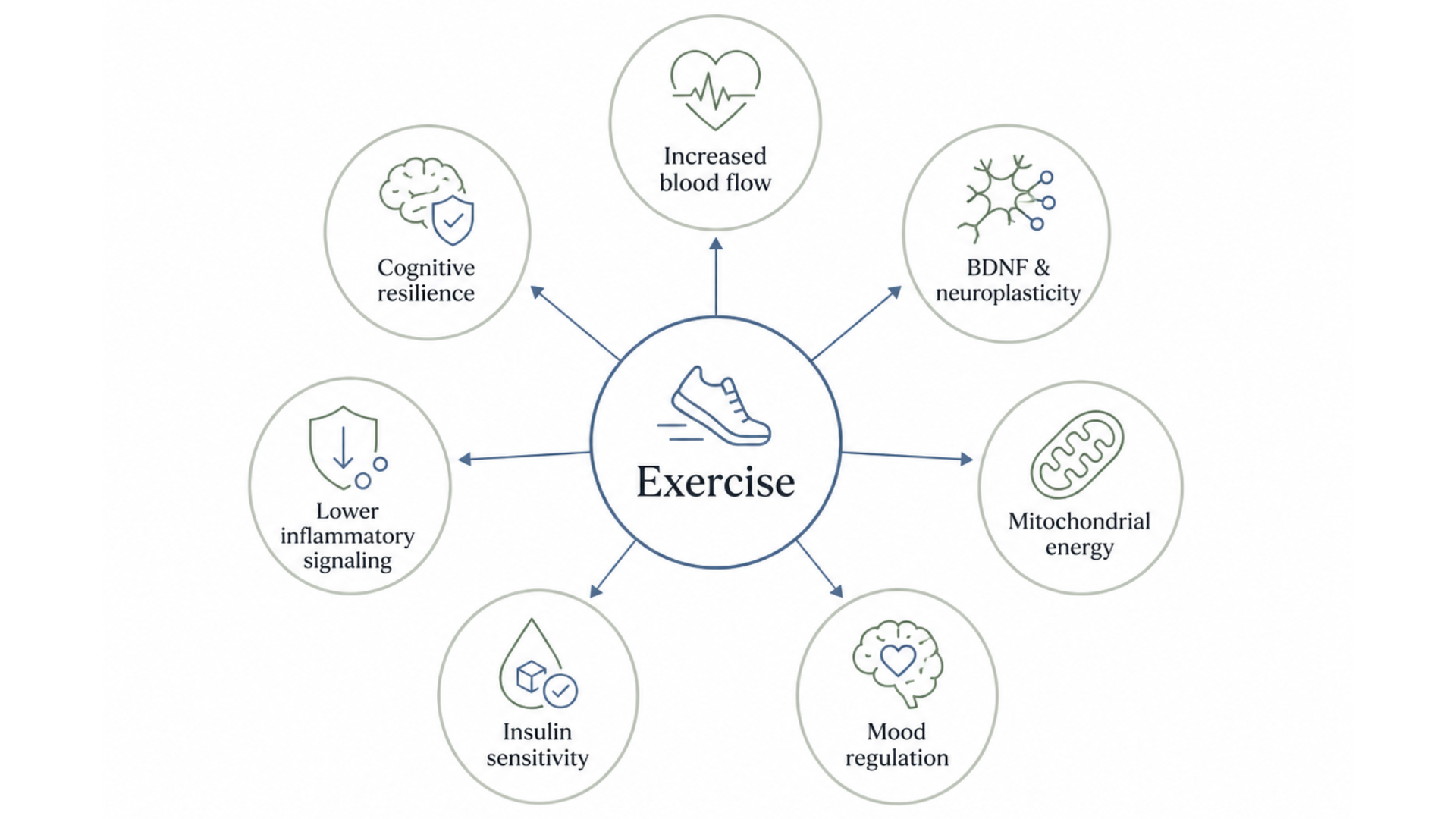 Diagram showing how exercise supports brain health through blood flow, BDNF, neuroplasticity, mitochondrial energy, mood regulation, insulin sensitivity, lower inflammatory signaling, and cognitive resilience.