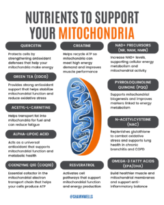 Infographic listing nutrients that support mitochondrial health, including creatine, CoQ10, PQQ, NAD+ precursors, omega-3s, NAC, resveratrol, quercetin, green tea, ALCAR, and alpha-lipoic acid.