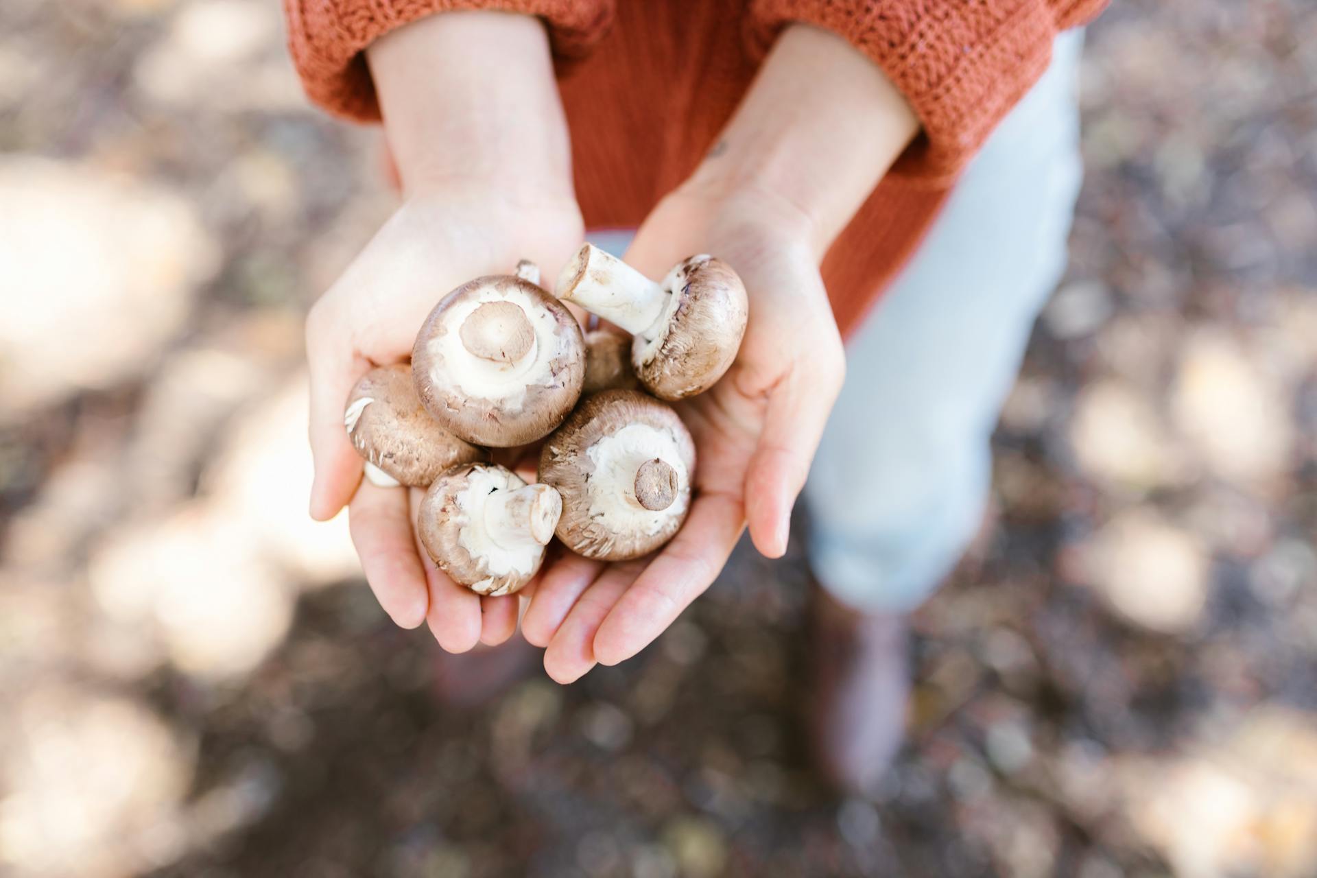 Person holding fresh mushrooms outdoors, representing L-ergothioneine benefits from mushroom-derived nutrients for healthy aging.