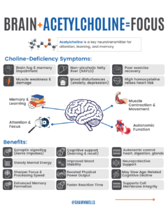 Alpha-GPC infographic showing how acetylcholine supports focus, memory, learning, muscle function, and cognitive performance.