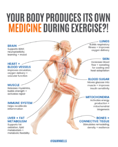 Infographic showing how exercise affects the brain, heart, muscles, immune system, blood sugar, mitochondria, lungs, skin, liver, fat, bones, and connective tissue.